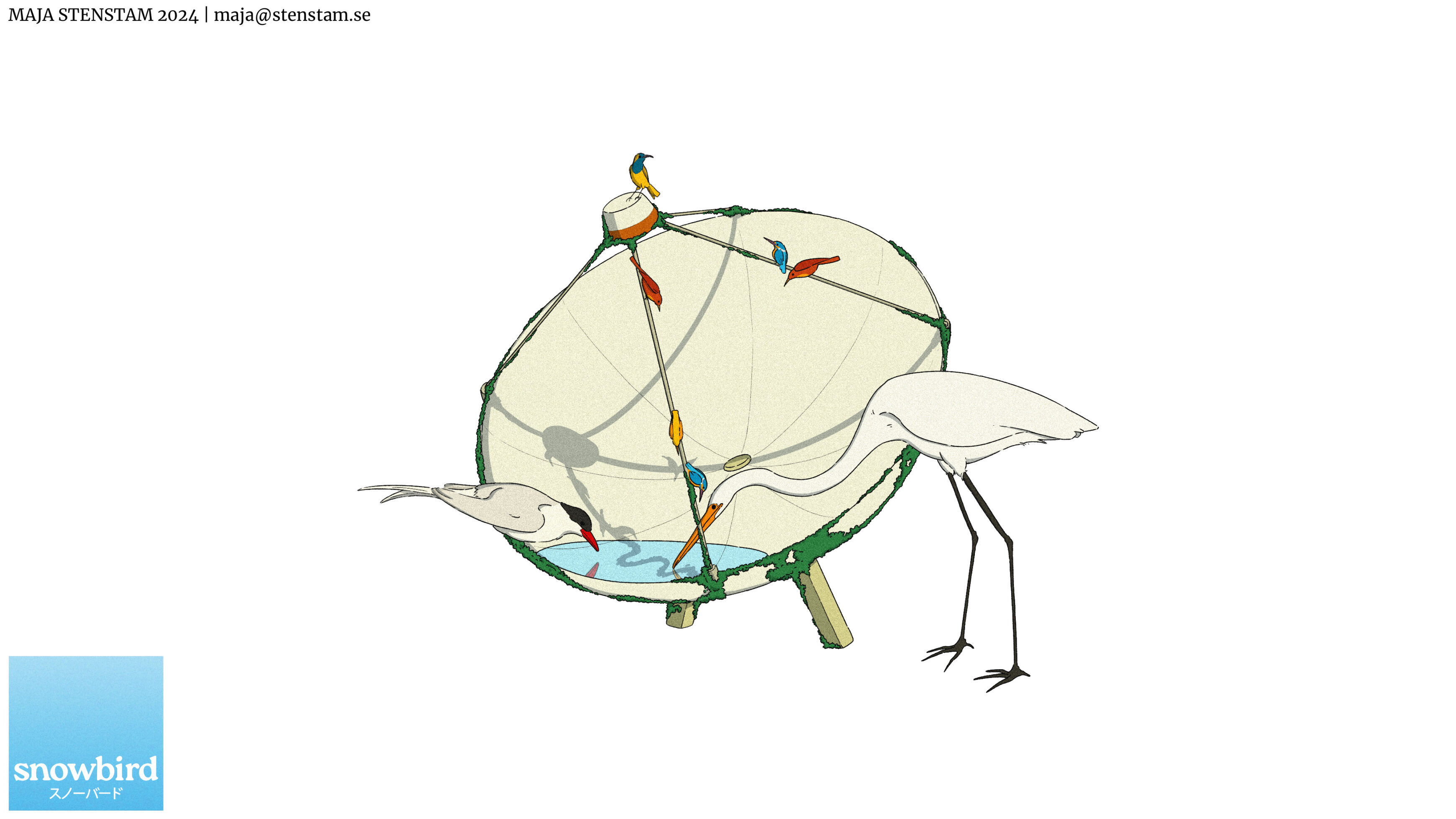 Maja Stenstam 2024 Snowbird